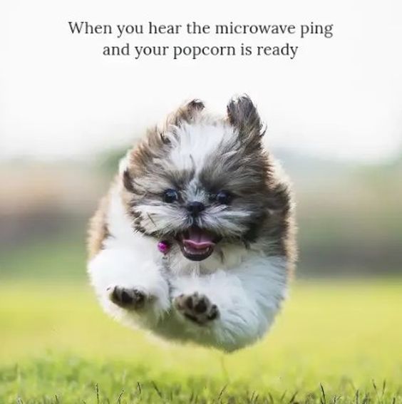 A meme featuring an extremely fluffy Shih Tzu puppy running and leaping joyfully in a park with a big smile. The caption reads: When you hear the microwave ping and your popcorn is ready.