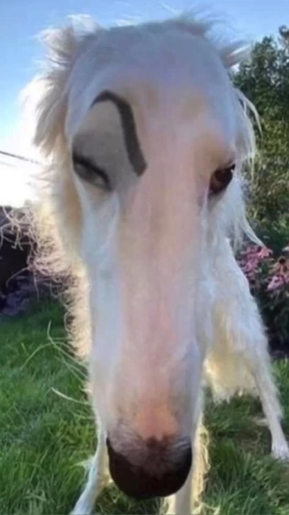 Animal reaction memes for when words fail you gif