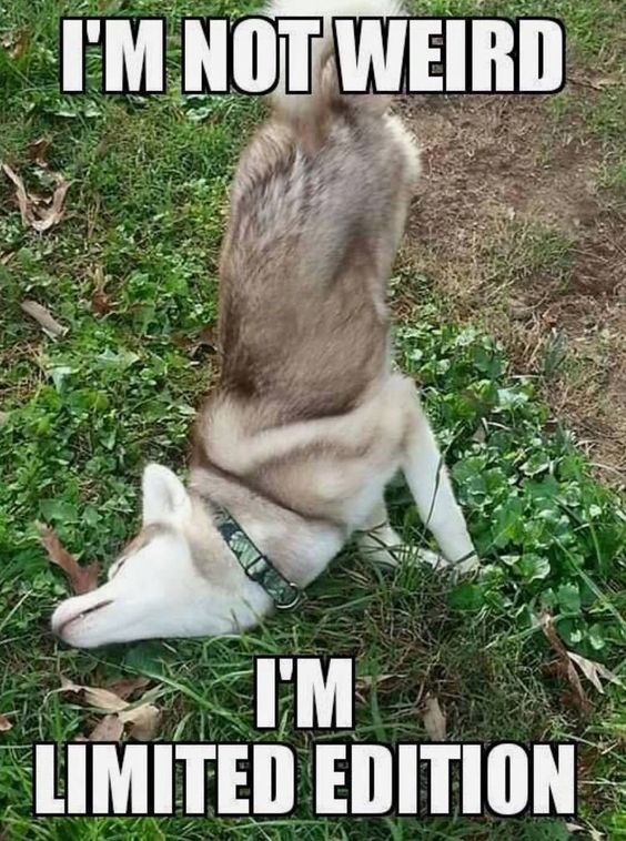 Funny Animal Meme Images LOL