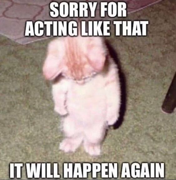 Funny animal memes and pictures of animals