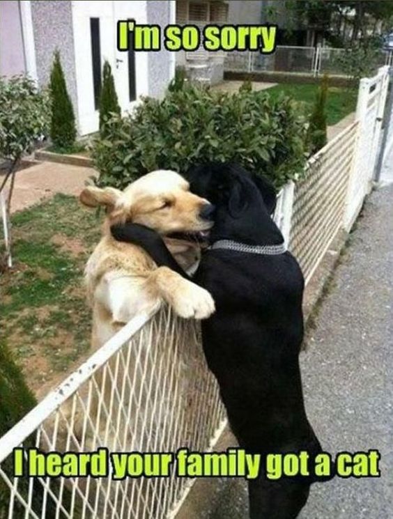 Laugh till Funny animal memes