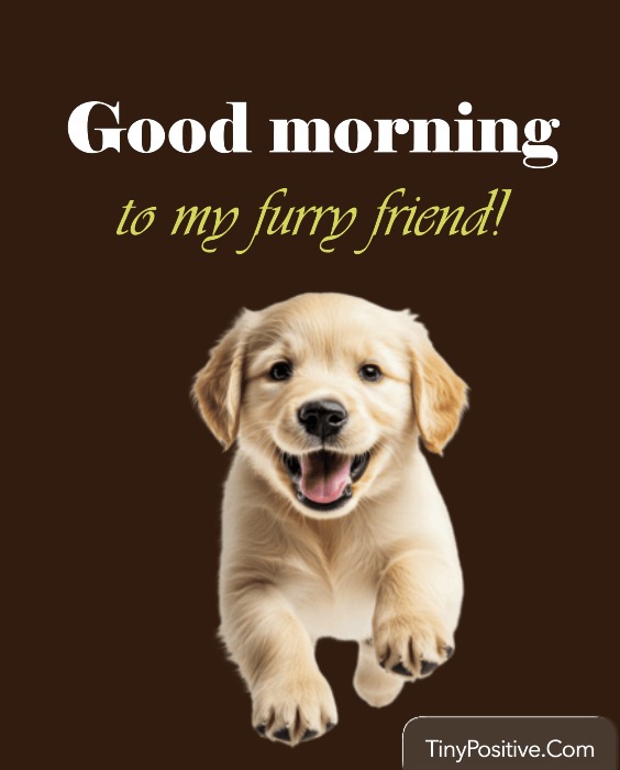 Super Funny Good Morning Animals Images with