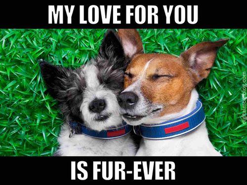 Chaos energy love memes for toxic free couples
