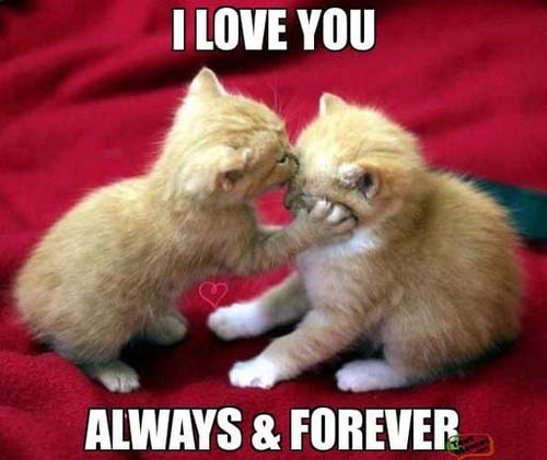 Cute sending my love heart memes