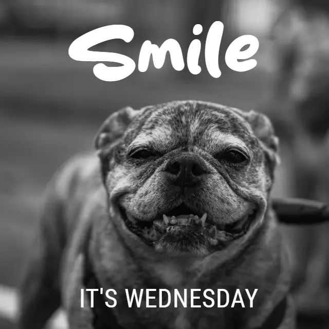 A black and white close-up photo of a smiling pug, with the text 'Smile' above and 'IT'S WEDNESDAY' below.
