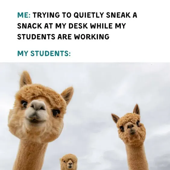 Three alpacas looking directly and curiously into the camera, representing students watching their teacher try to eat a snack.