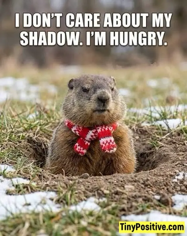 A groundhog popping out of a hole in the ground wearing a small red and white patterned knitted scarf, with impact font text reading 'I DON’T CARE ABOUT MY SHADOW. I’M HUNGRY.'.