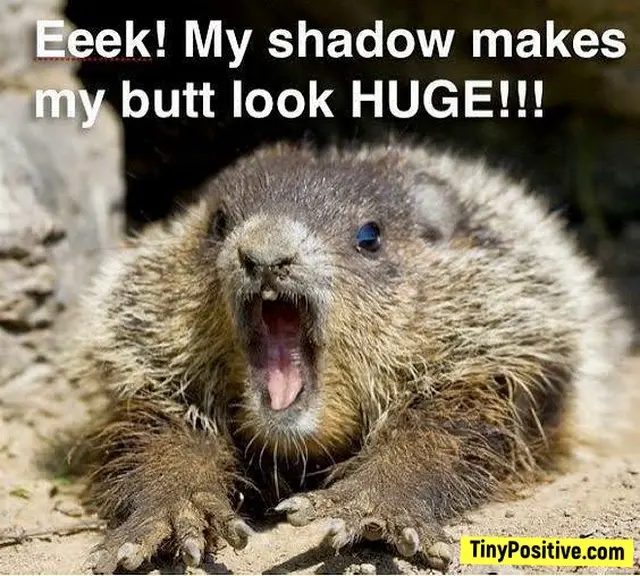 A meme featuring a groundhog or marmot leaning forward on the dirt with a wide-open mouth, shouting with white overlay text reading 'Eeek! My shadow makes my butt look HUGE!!!'.