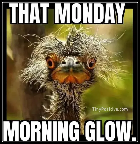 A funny Monday morning meme featuring a close-up of an emu or ostrich with wild messy feathers.
