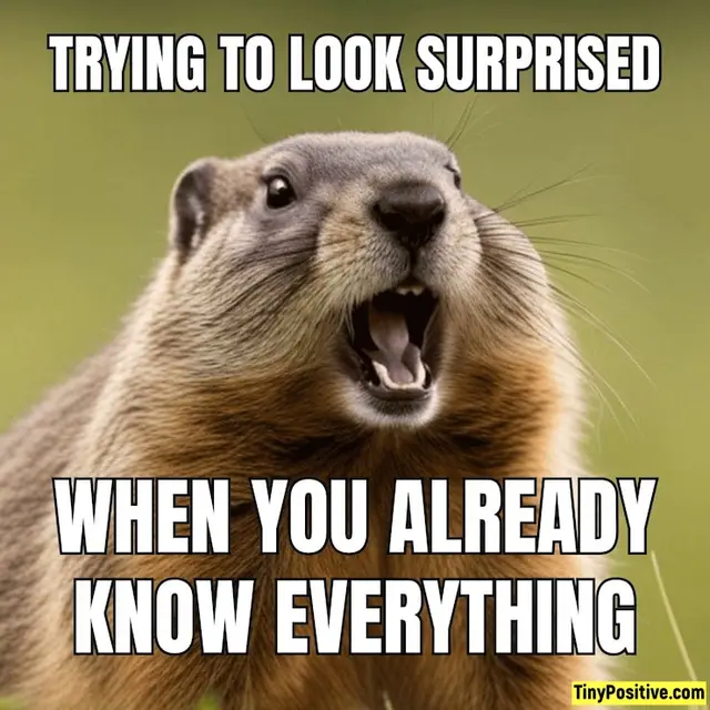 A meme featuring a groundhog or prairie dog looking wide-eyed with its mouth wide open as if dramatically shocked, with impact font text reading 'TRYING TO LOOK SURPRISED WHEN YOU ALREADY KNOW EVERYTHING'. A relatable humor meme depicting the forced expression of fake shock