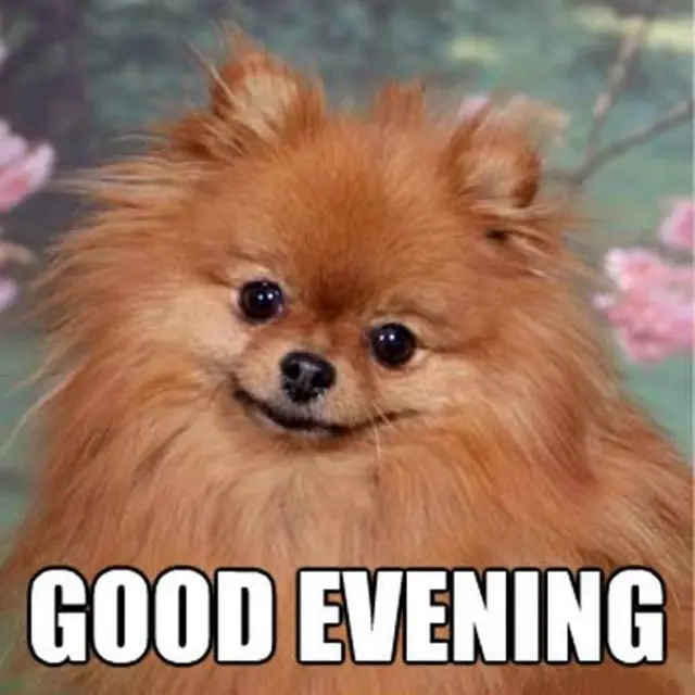 A funny meme showing a fluffy reddish-brown Pomeranian dog looking directly forward with a quirky smile and dark shiny eyes. Bold white impact font text at the bottom reads 'GOOD EVENING'.