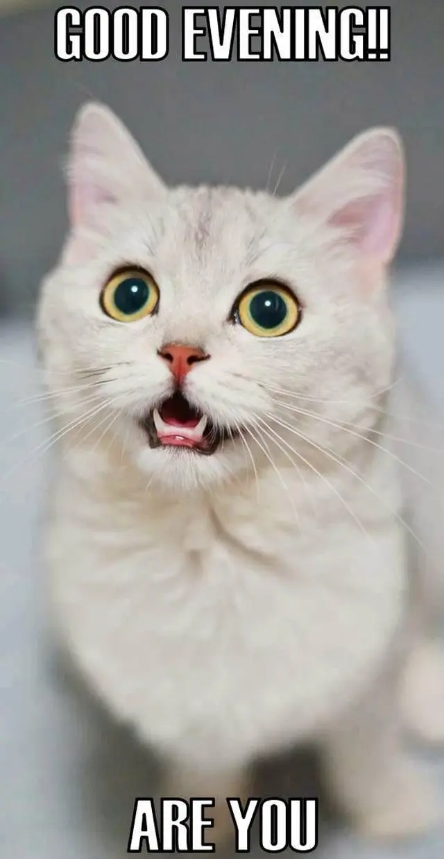 A funny meme showing a fluffy light-colored cat with wide yellow eyes and an open mouth in a surprised expression. Bold white impact font text at the top reads 'GOOD EVENING!!' and at the bottom reads 'ARE YOU'.