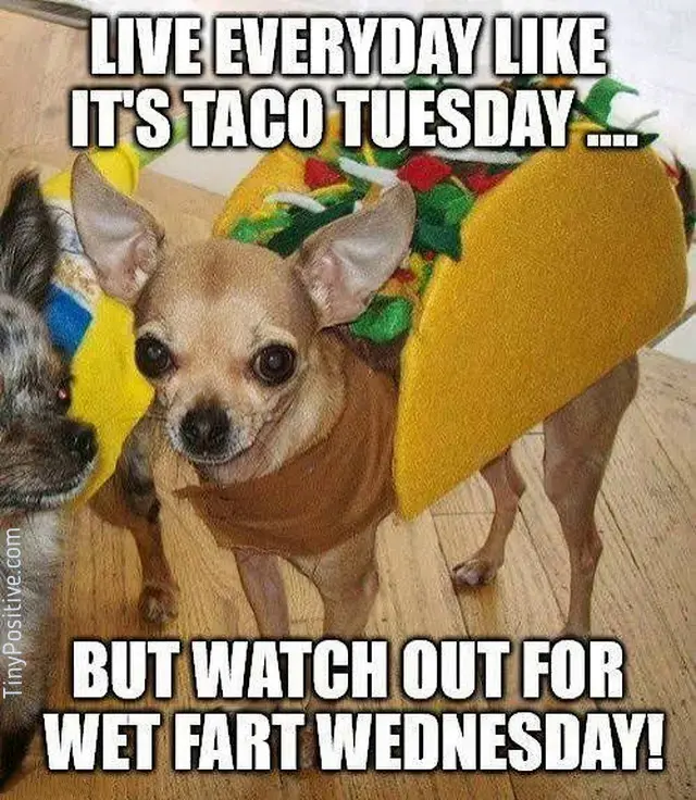 A funny meme featuring a tan chihuahua wearing a plush taco costume with bold white impact font reading 'LIVE EVERYDAY LIKE IT'S TACO TUESDAY .... BUT WATCH OUT FOR WET FART WEDNESDAY!'