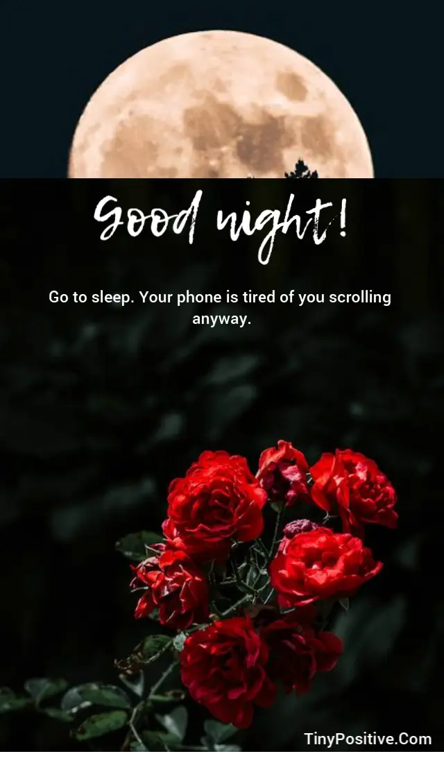 A humorous good night quote card set against a dark natural background with deep green leaves and striking red roses. Above the roses, a large full moon rises behind silhouetted trees. Large white handwritten-style text reads: Good night! followed by white sans-serif text: Go to sleep. Your phone is tired of you scrolling anyway. The TinyPositive.Com watermark is in the lower right corner.